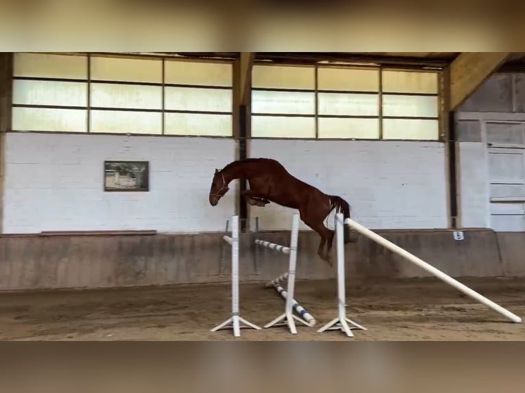 Westphalian Gelding 7 years 17 hh Chestnut-Red in Viersen