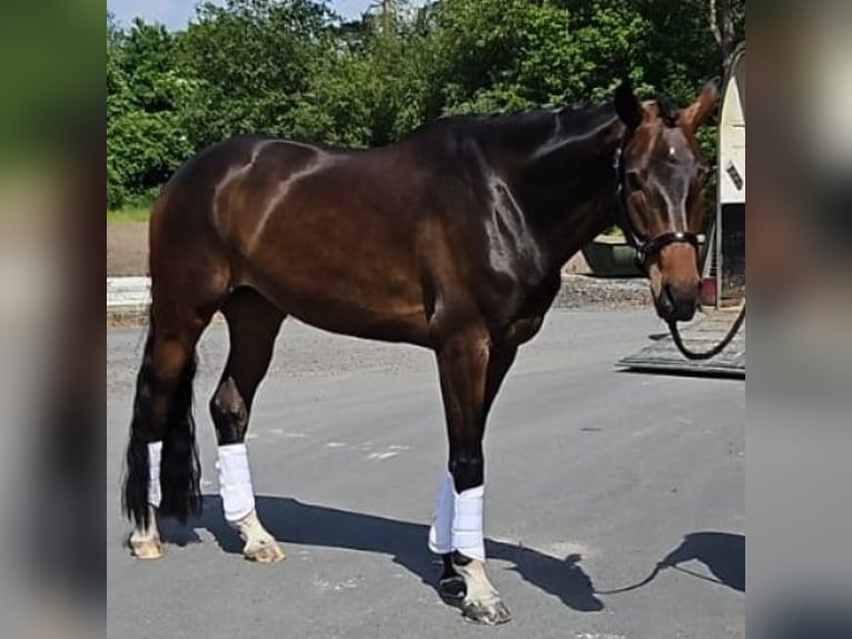 Westphalian Gelding 7 years 17 hh in Südlohn