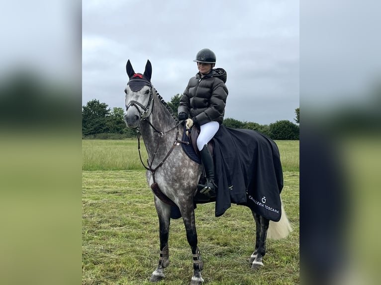 Westphalian Gelding 7 years 17 hh Grey-Dapple in Altenberge