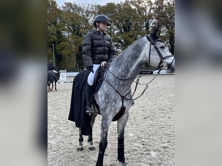 Westphalian Gelding 7 years 17 hh Grey-Dapple in Altenberge