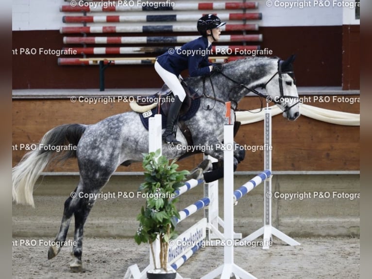 Westphalian Gelding 7 years 17 hh Grey-Dapple in Altenberge