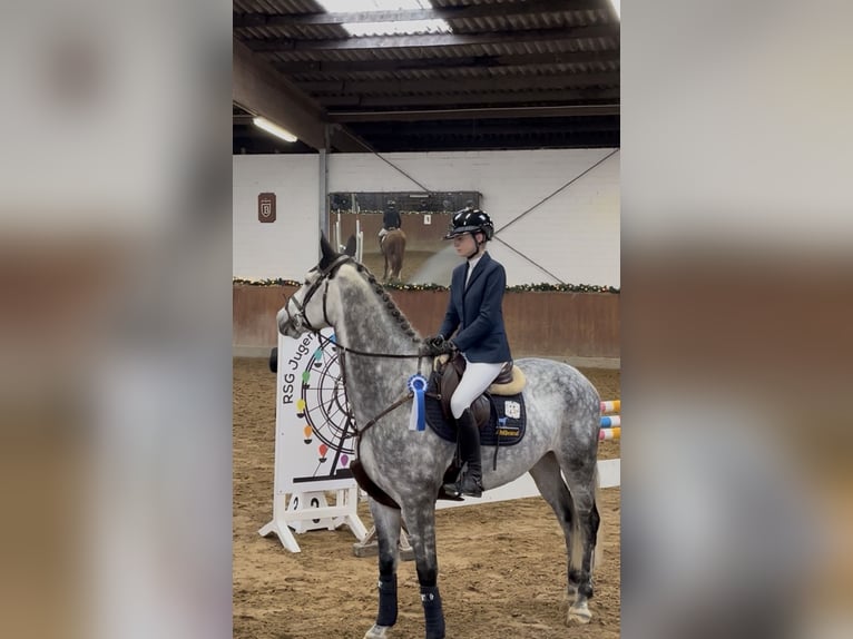 Westphalian Gelding 7 years 17 hh Grey-Dapple in Altenberge