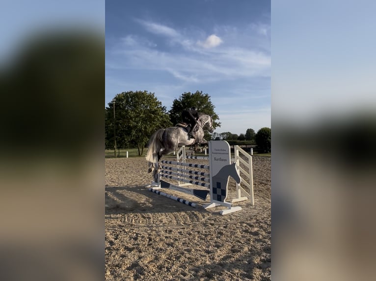 Westphalian Gelding 7 years 17 hh Grey-Dapple in Altenberge