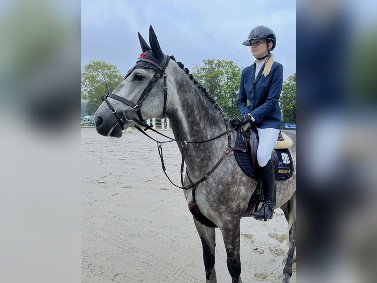 Westphalian Gelding 7 years 17 hh Grey-Dapple in Altenberge