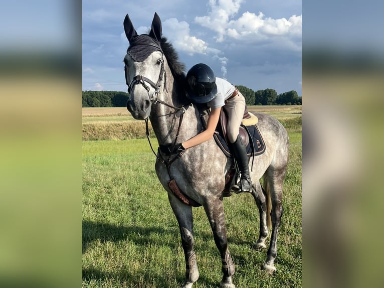 Westphalian Gelding 7 years 17 hh Grey-Dapple in Altenberge