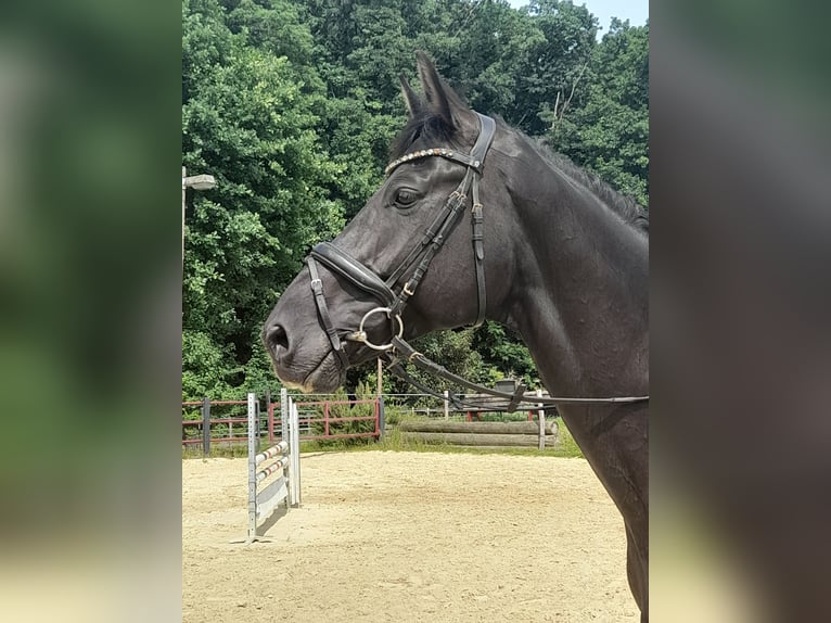 Westphalian Gelding 7 years 17,1 hh Bay-Dark in Kamen Westphalian Gelding 7 years 17,1 hh Bay-Dark in Kamen