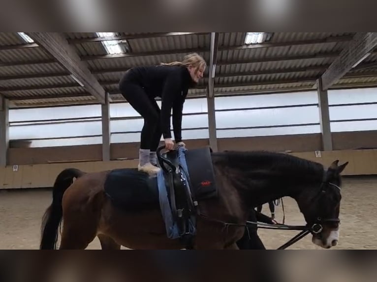 Westphalian Gelding 7 years 17,1 hh Brown in Würzburg