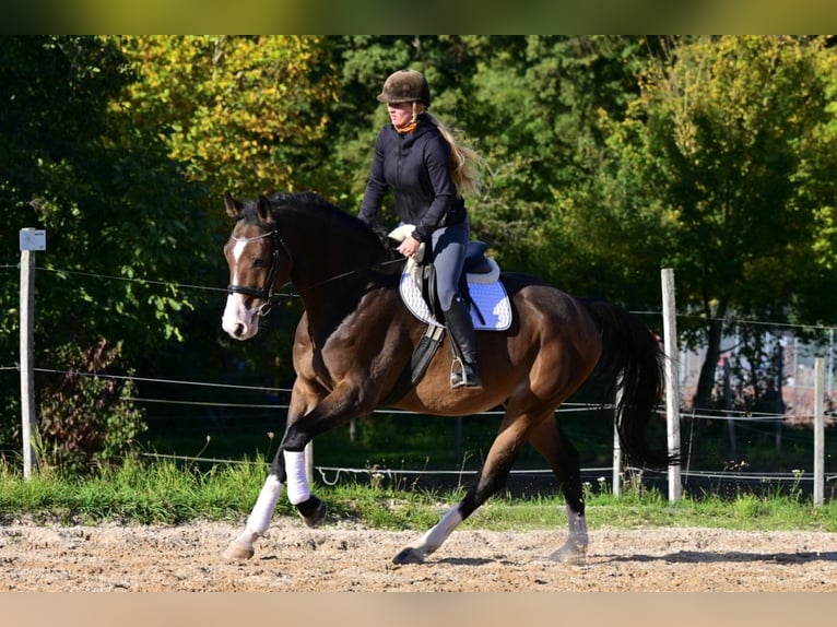 Westphalian Gelding 7 years 17,1 hh Brown in W&#xFC;rzburg