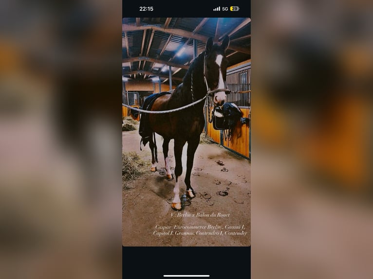 Westphalian Gelding 7 years 17,1 hh Brown in W&#xFC;rzburg