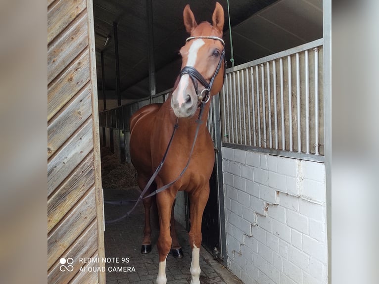 Westphalian Gelding 7 years 17,1 hh in Sassenberg