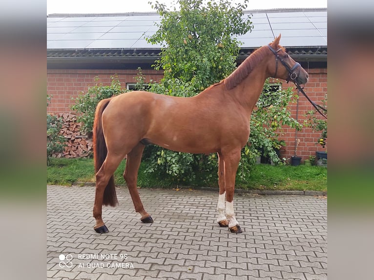 Westphalian Gelding 7 years 17,1 hh in Sassenberg