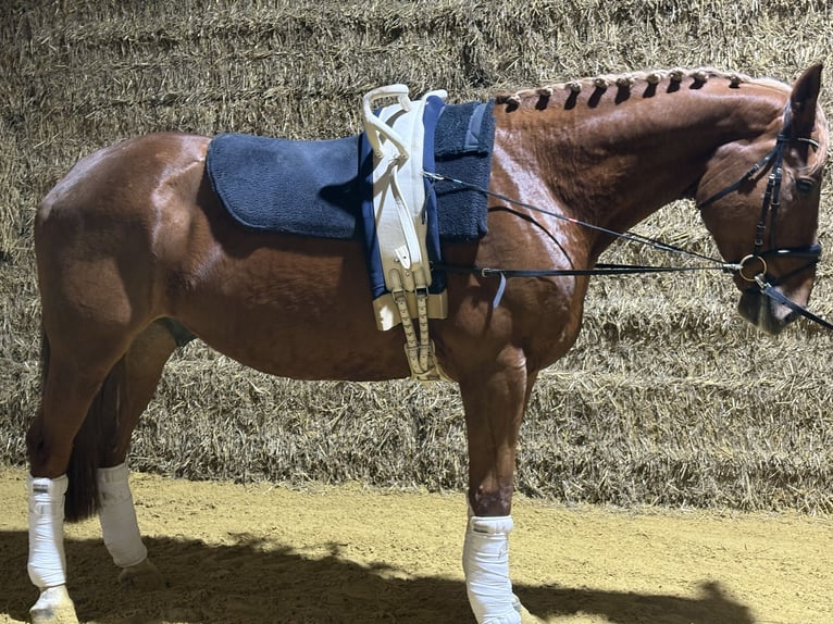 Westphalian Gelding 7 years 17,2 hh Chestnut-Red in Wadersloh