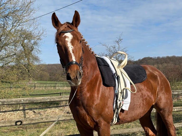Westphalian Gelding 7 years 17,2 hh Chestnut-Red in Wadersloh
