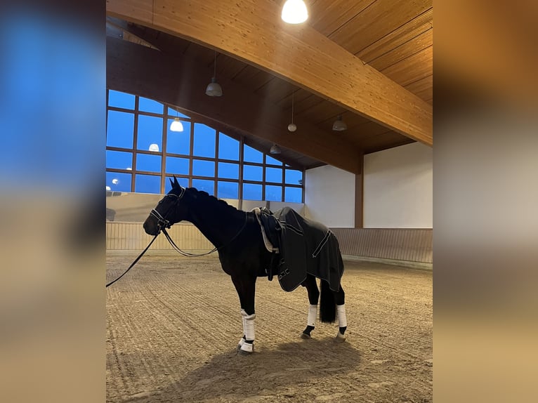 Westphalian Gelding 7 years Bay-Dark in Haiger