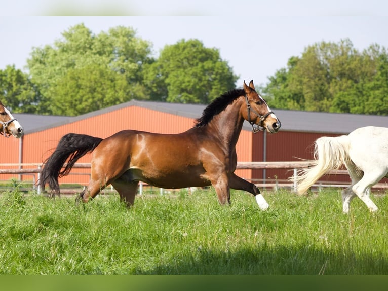 Westphalian Gelding 7 years Brown in Dorsten