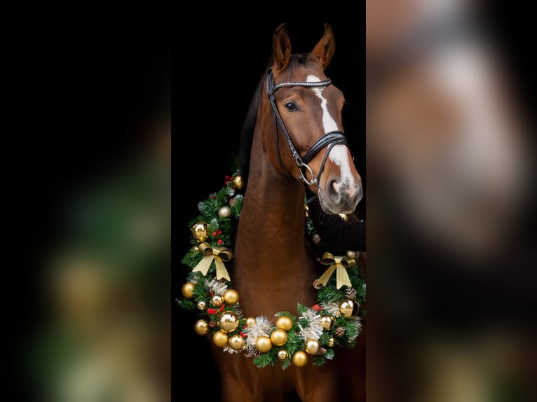 Westphalian Gelding 7 years Brown in Dorsten