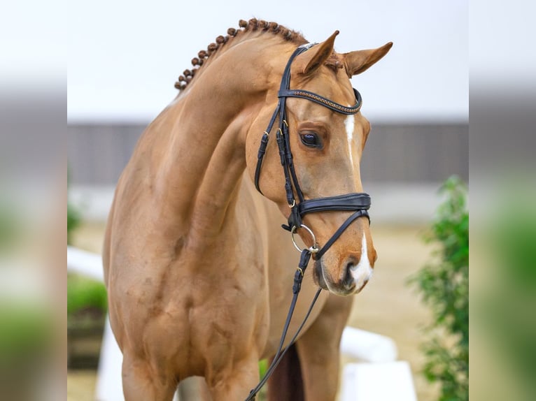 Westphalian Gelding 7 years Chestnut-Red in Münster-Handorf