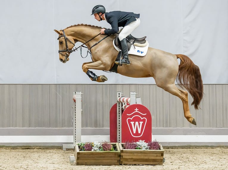 Westphalian Gelding 7 years Chestnut-Red in Münster-Handorf