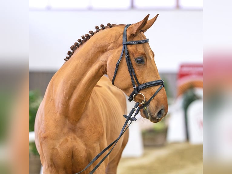 Westphalian Gelding 7 years Chestnut-Red in Münster-Handorf