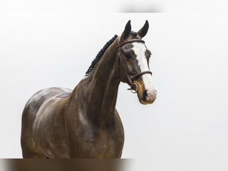 Westphalian Gelding 7 years  in Horstmar