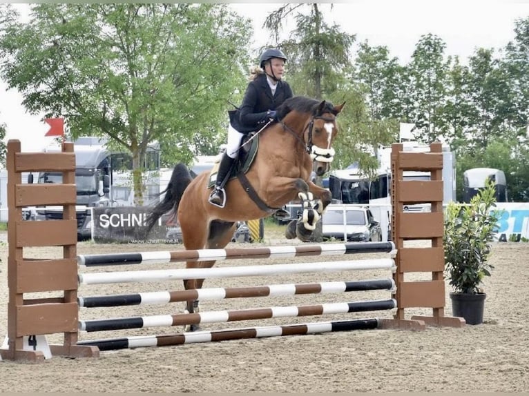 Westphalian Gelding 8 years 15.3 hh Bay-Dark in Altenberg