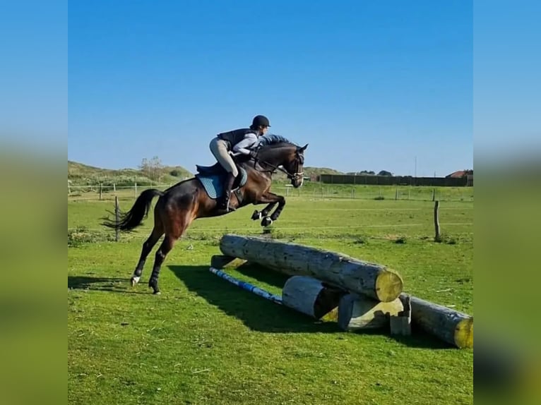 Westphalian Gelding 8 years 15,2 hh in Norderney