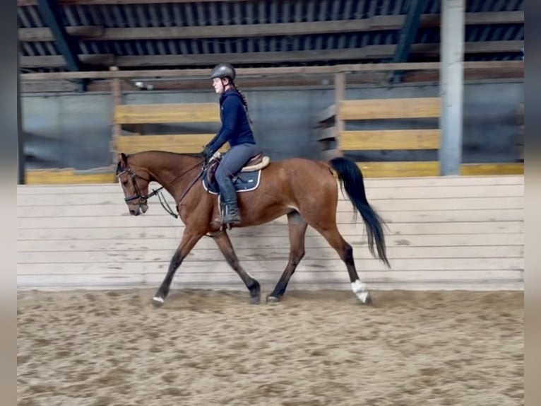Westphalian Gelding 8 years 15,3 hh Bay-Dark in Altenberg