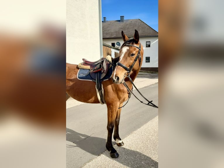 Westphalian Gelding 8 years 15,3 hh Bay-Dark in Altenberg