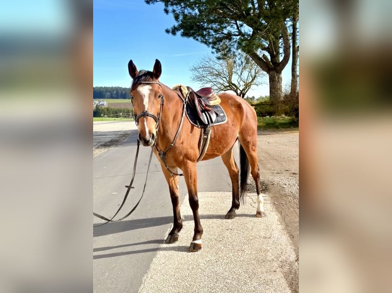 Westphalian Gelding 8 years 15,3 hh Bay-Dark in Altenberg