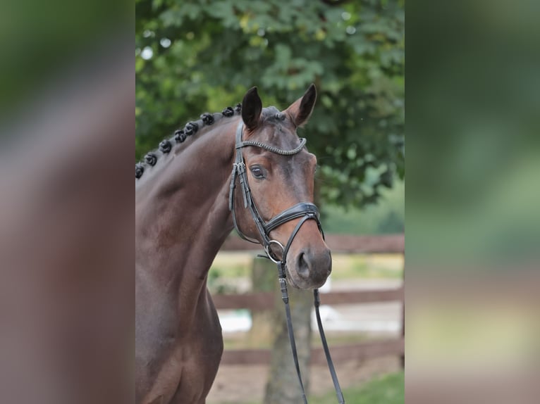 Westphalian Gelding 8 years 16.1 hh Bay-Dark in Greven