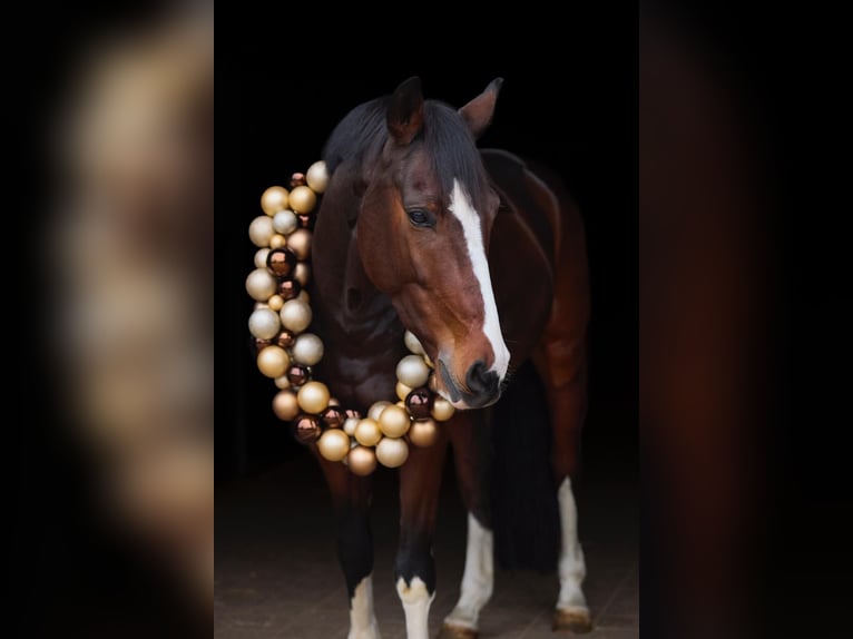 Westphalian Gelding 8 years 16.1 hh Bay-Dark in Bonefeld