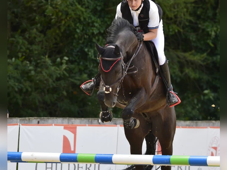 Westphalian Gelding 8 years 16,1 hh Black in Cegléd