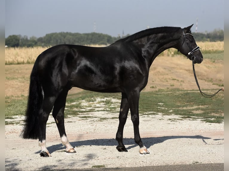 Westphalian Gelding 8 years 16,1 hh Black in Cegléd