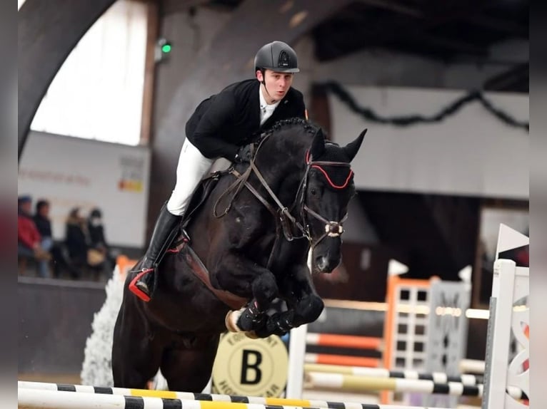 Westphalian Gelding 8 years 16,1 hh Black in Cegléd