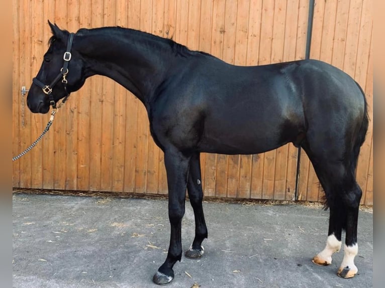 Westphalian Gelding 8 years 16,1 hh Black in Cegléd