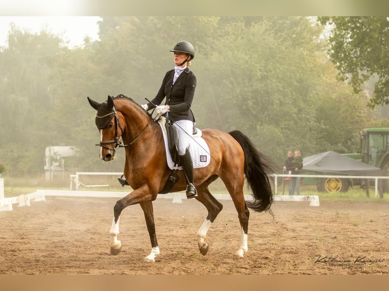 Westphalian Gelding 8 years 16.1 hh Brown in Frankfurt am Main