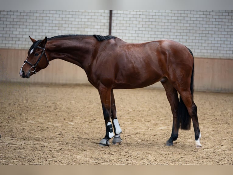 Westphalian Gelding 8 years 16.1 hh Brown in Glandorf