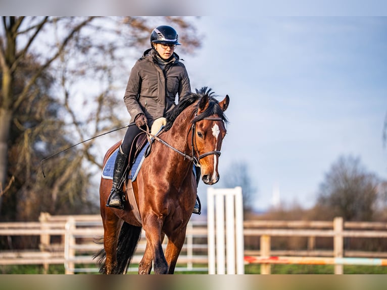 Westphalian Gelding 8 years 16.1 hh Brown in Glandorf