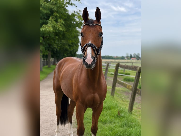 Westphalian Gelding 8 years 16.1 hh Brown in Rheda-Wiedenbrück