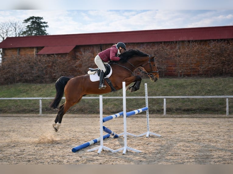 Westphalian Gelding 8 years 16.1 hh Brown in Brno