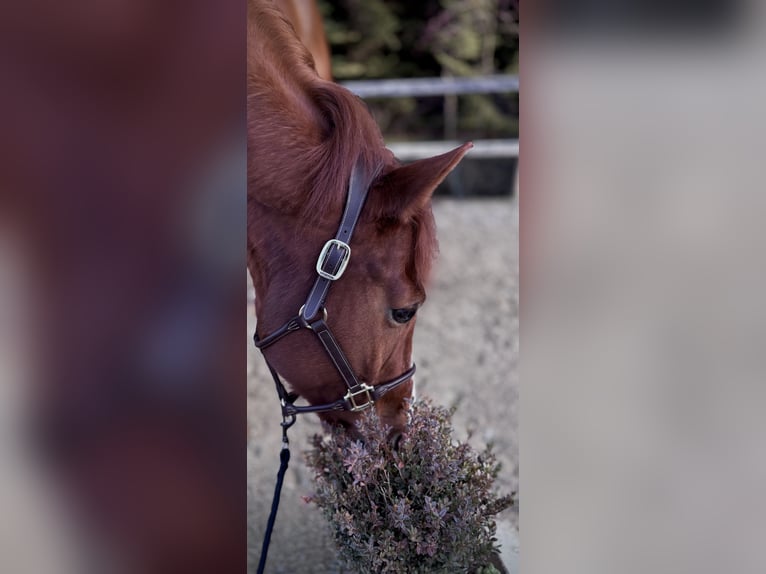Westphalian Gelding 8 years 16.1 hh Chestnut in Limburg an der Lahn