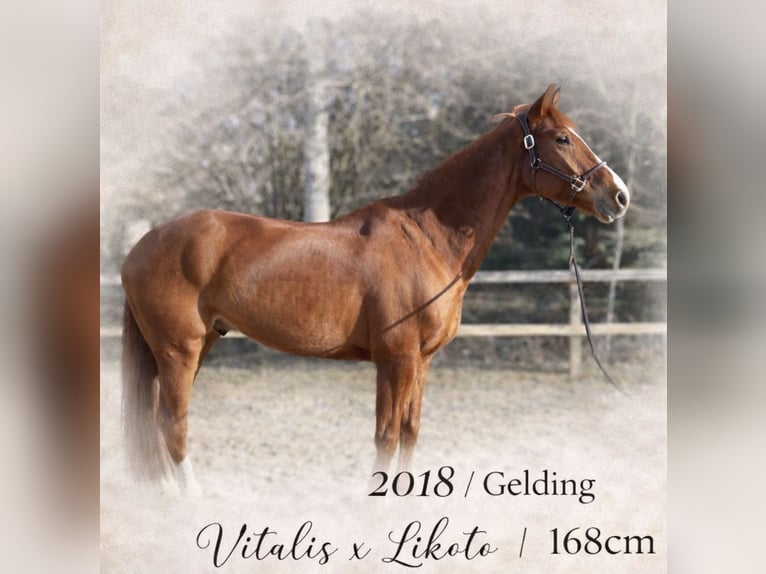 Westphalian Gelding 8 years 16.1 hh Chestnut in Limburg an der Lahn
