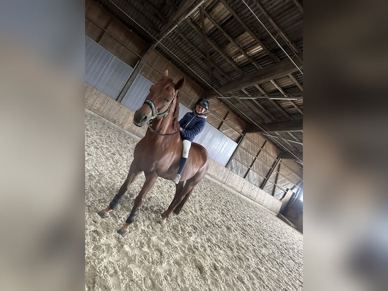 Westphalian Gelding 8 years 16,1 hh Chestnut-Red in Kümmertshausen