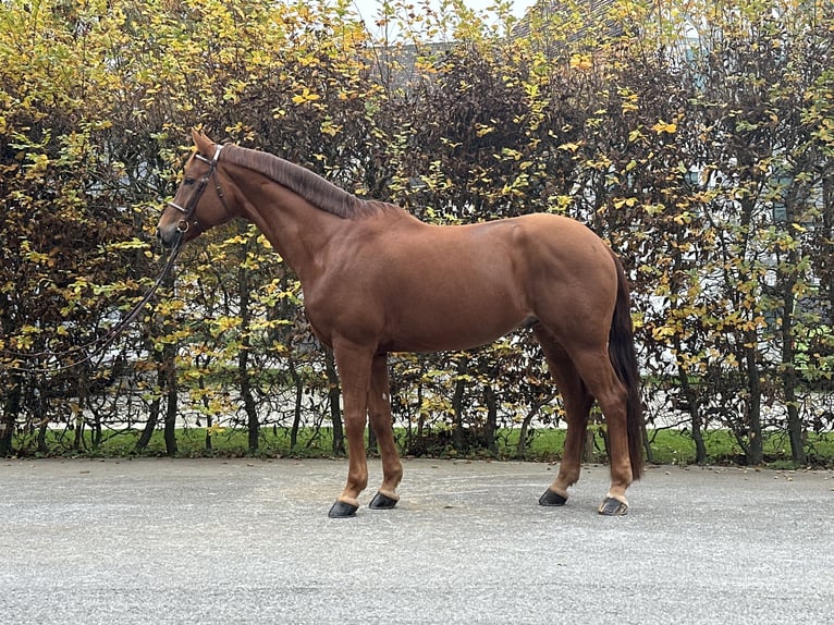 Westphalian Gelding 8 years 16,1 hh Chestnut-Red in Kümmertshausen