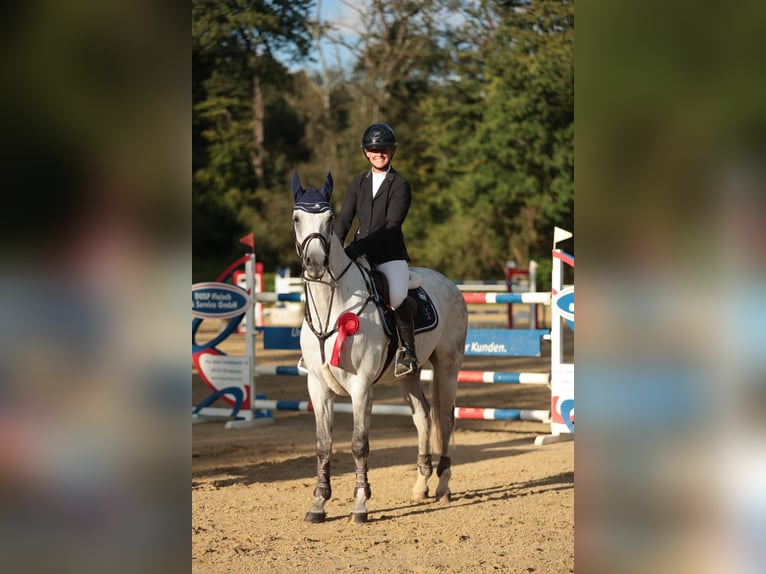 Westphalian Gelding 8 years 16,1 hh Gray in Hünxe