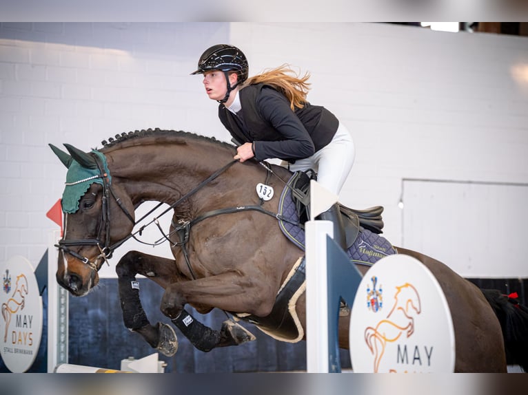 Westphalian Gelding 8 years 16.1 hh Smoky-Black in Lienenienen