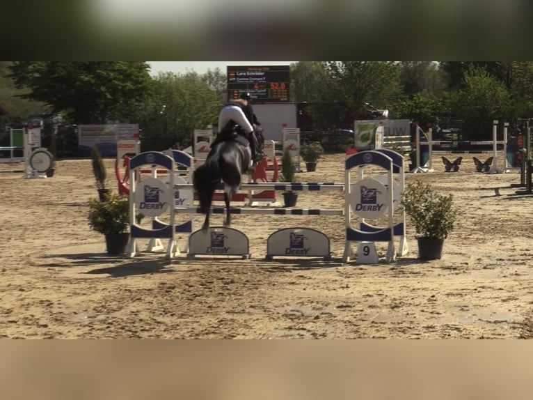 Westphalian Gelding 8 years 16.1 hh Smoky-Black in Lienenienen