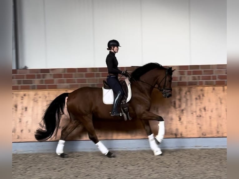 Westphalian Gelding 8 years 16,2 hh Brown in Münster