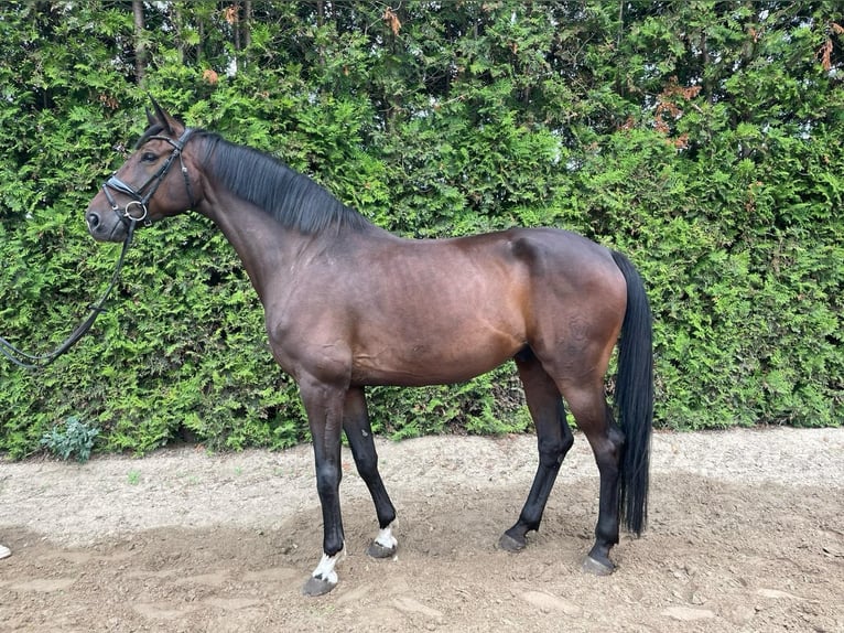 Westphalian Gelding 8 years 16,2 hh Brown in Oyten