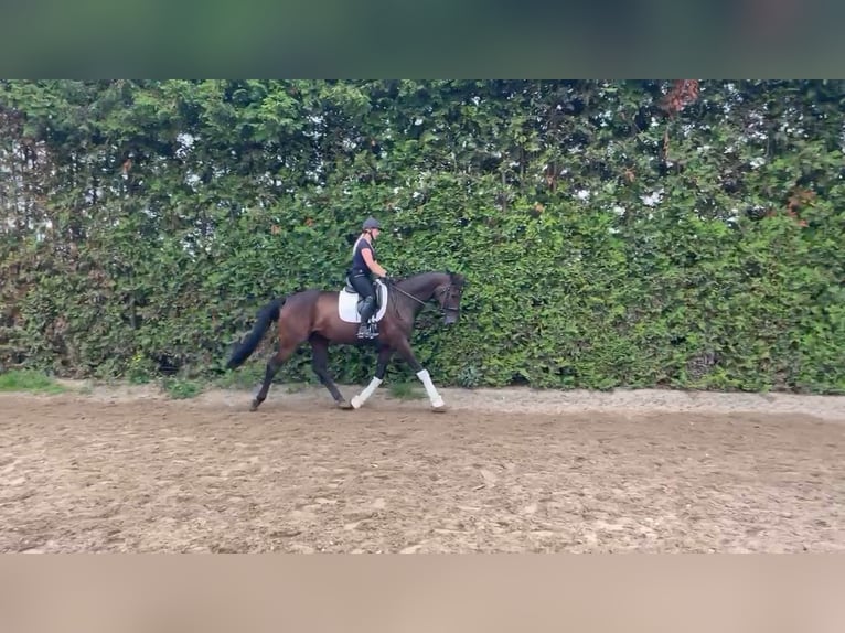 Westphalian Gelding 8 years 16,2 hh Brown in Oyten